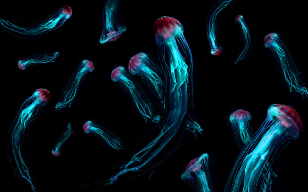 Jellyfish wars: Can tech keep your guests safe!